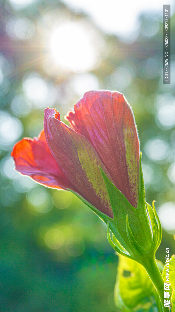 朱槿花 娇艳绽放的红色花朵