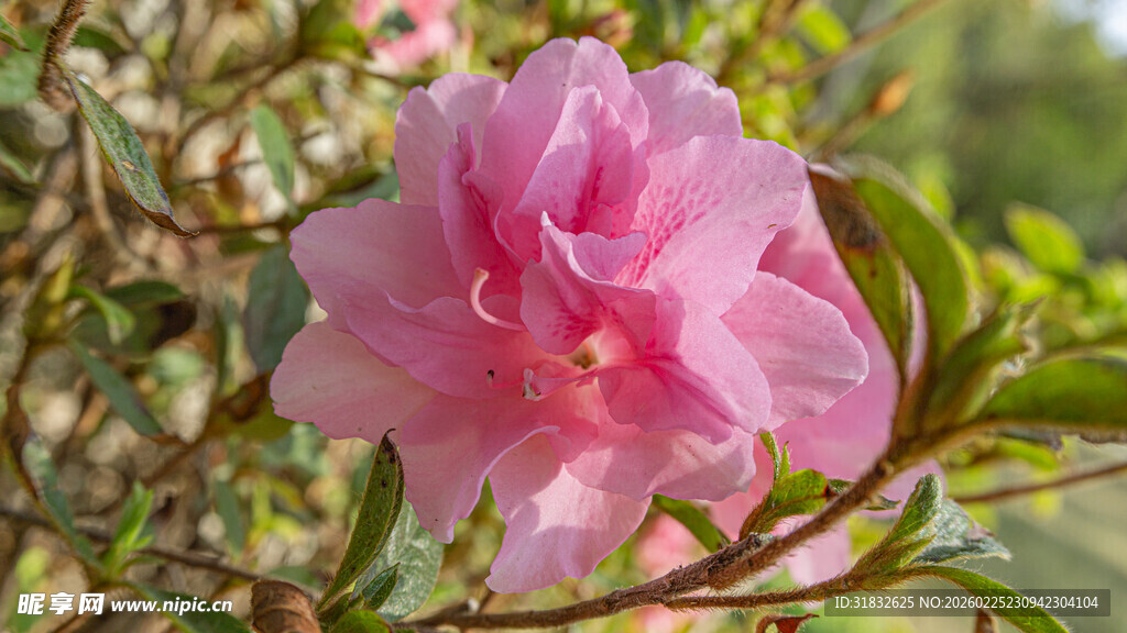 皋月杜鹃 娇艳盛开的粉色杜鹃花
