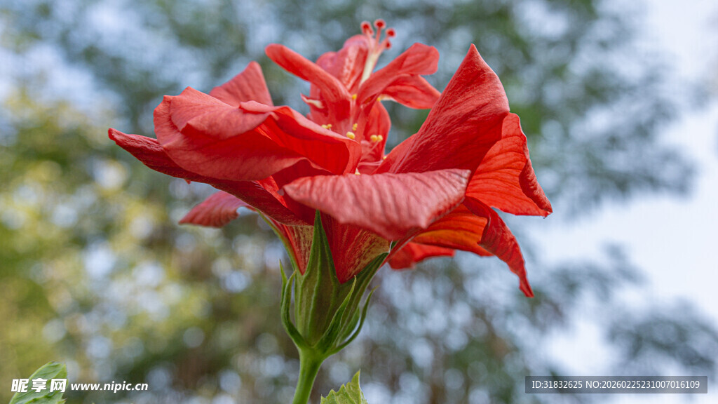 重瓣朱槿花 重瓣扶桑花