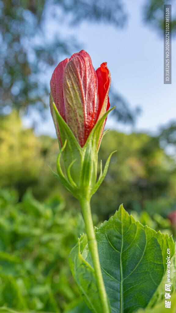 重瓣朱槿 含苞待放的艳丽花朵