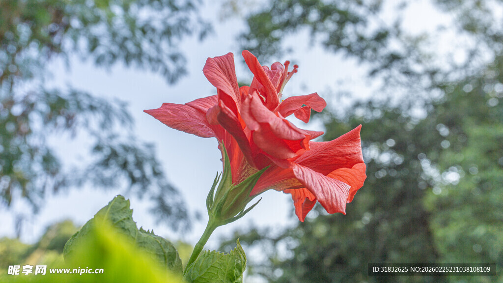 重瓣朱槿 娇艳红花朵绽放绿叶间