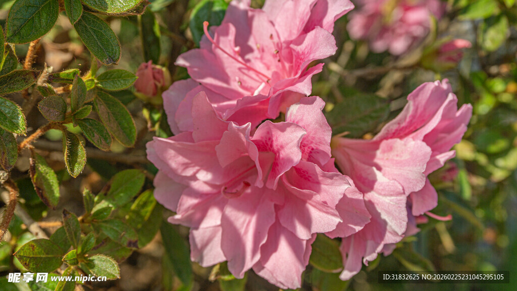 皋月杜鹃 娇艳粉色杜鹃花绽放