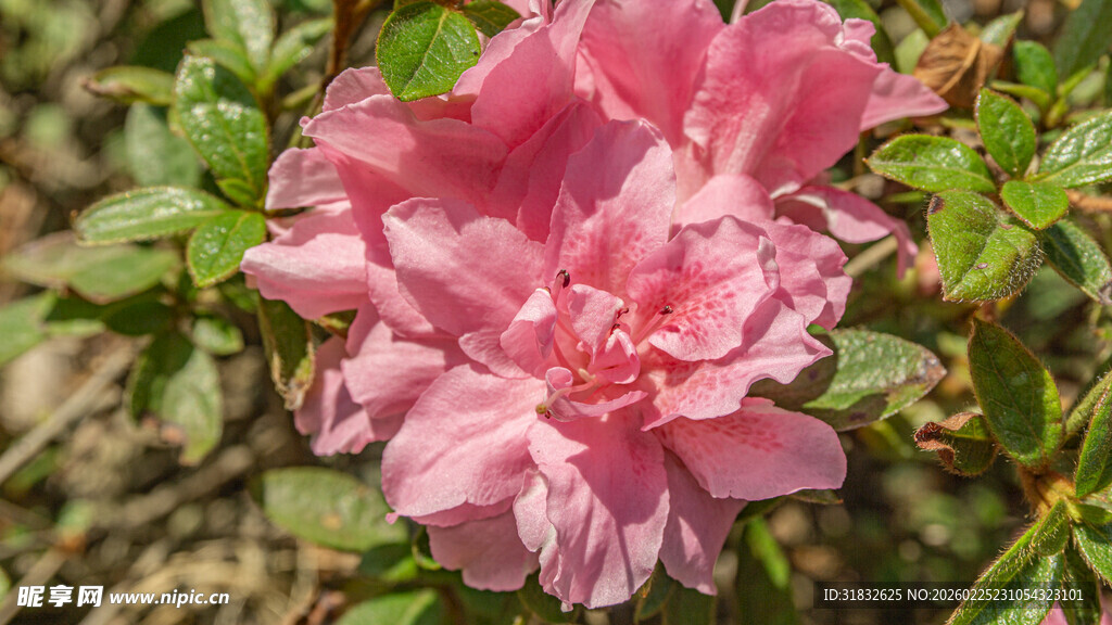 皋月杜鹃 娇艳粉色杜鹃花绽放