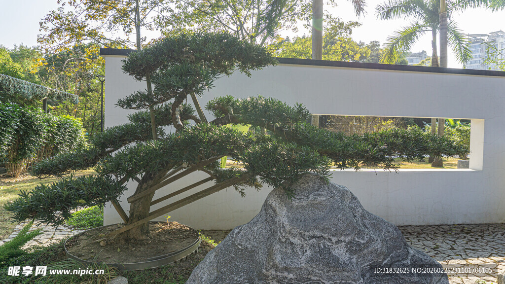 中式庭院景观中的松树奇石