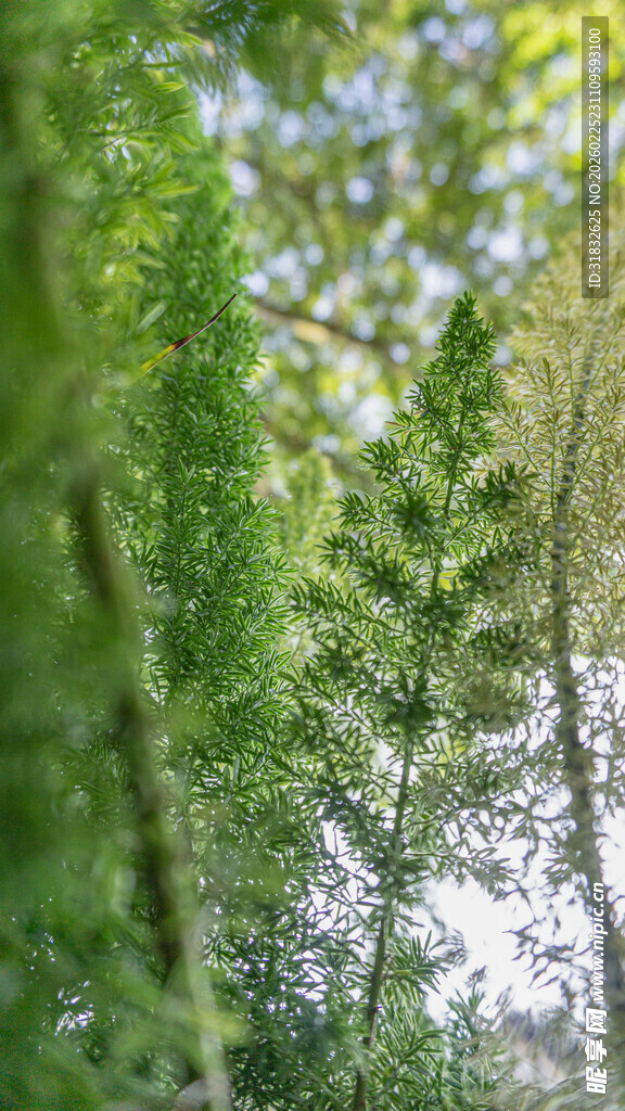 林间绿意盎然的清新景致