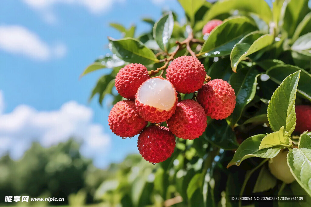 枝头饱满多汁的新鲜荔枝