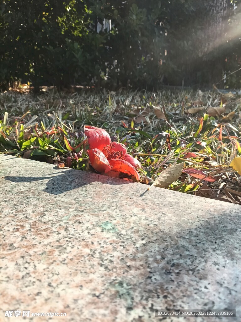 阳光下的红色果实