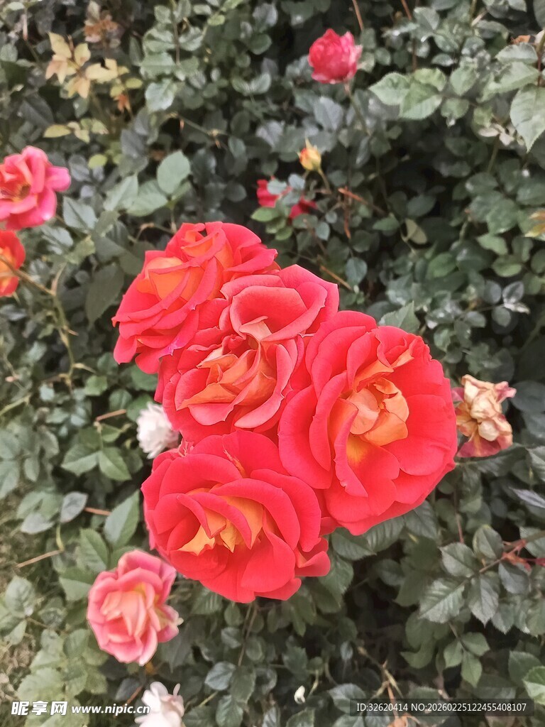 鲜艳红玫瑰绽放花丛中