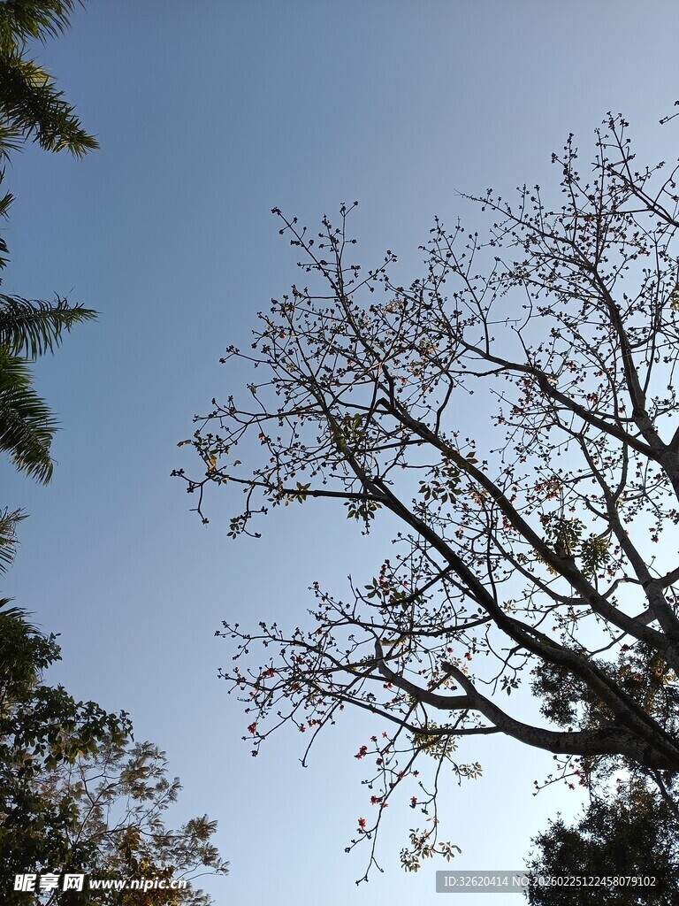 蓝天映衬下的光秃树枝