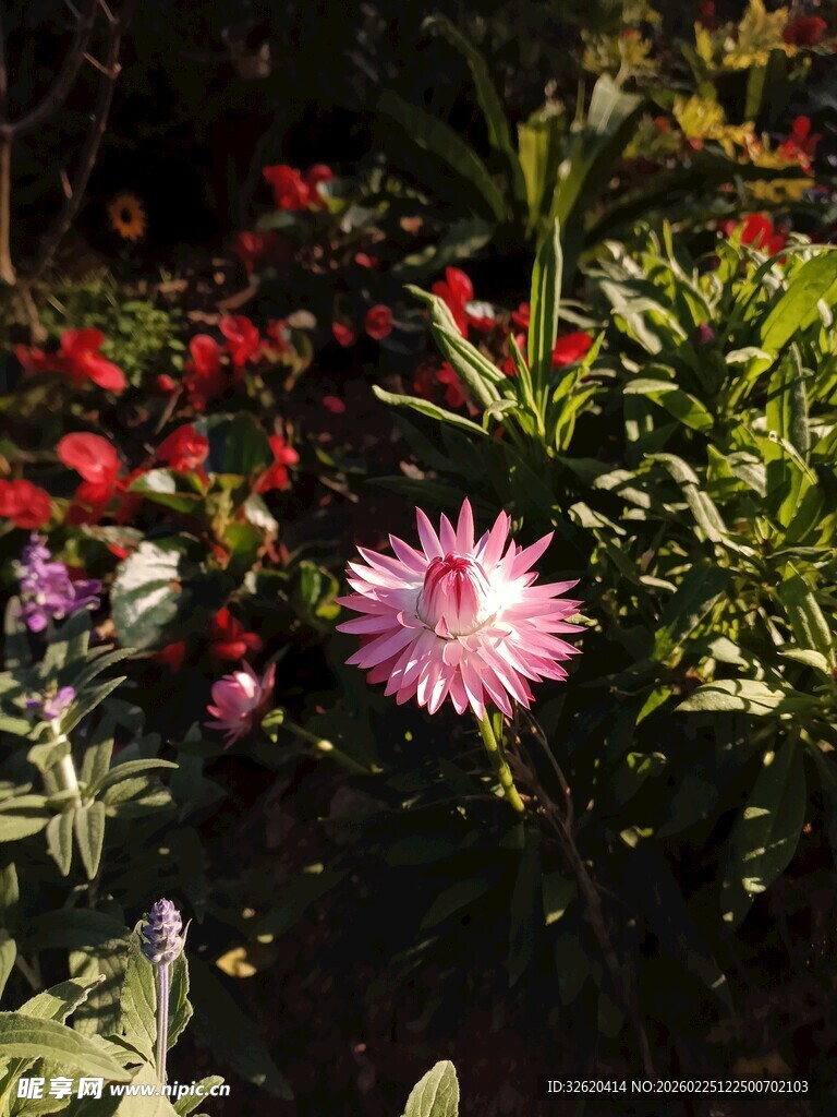 阳光下的娇艳粉色花朵