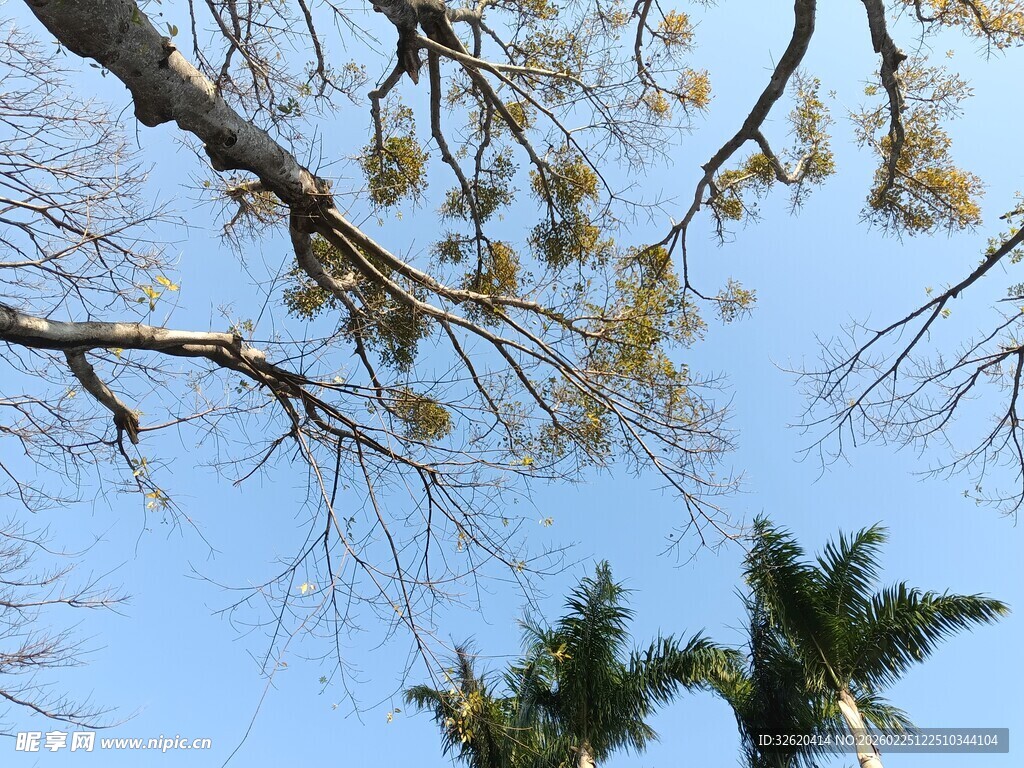 仰视树枝蓝天景观