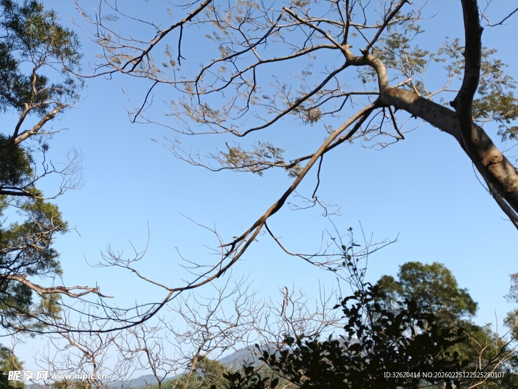 蓝天映衬下的树枝与树林