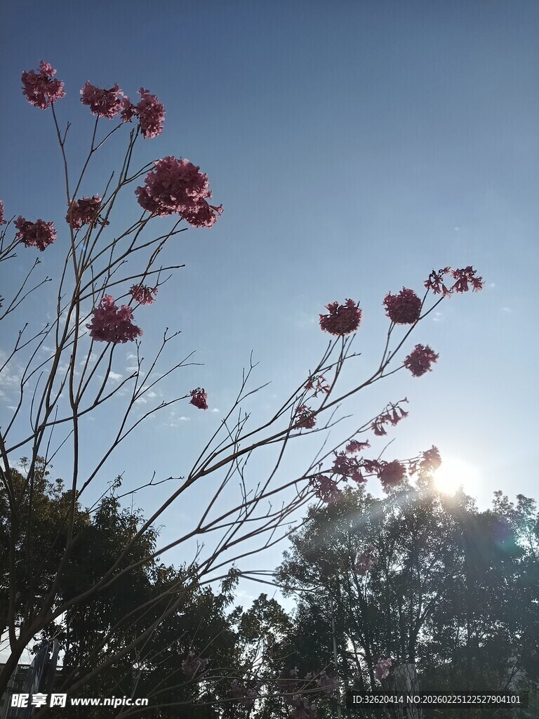 阳光下绽放的艳丽花朵