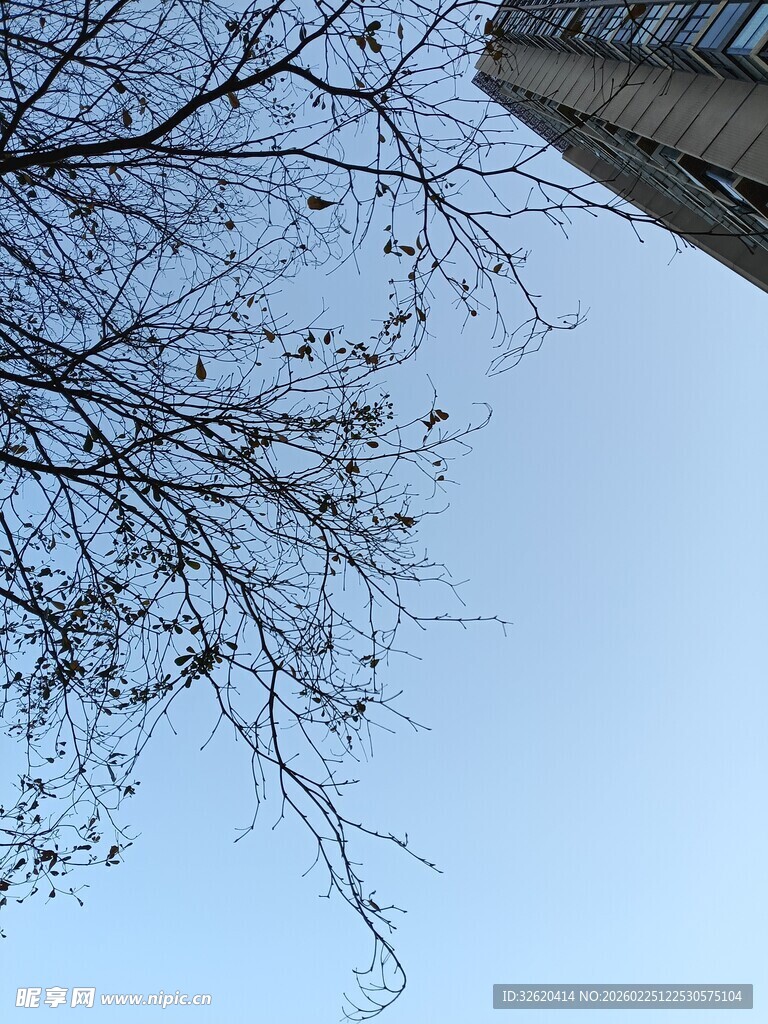 仰视树枝与楼的天空景象