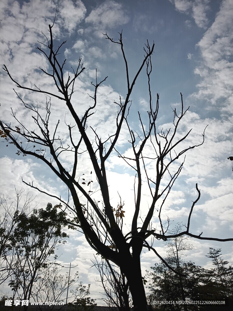 枯树挺立蓝天之下