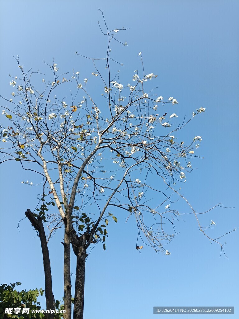 蓝天映衬下的繁花枯树