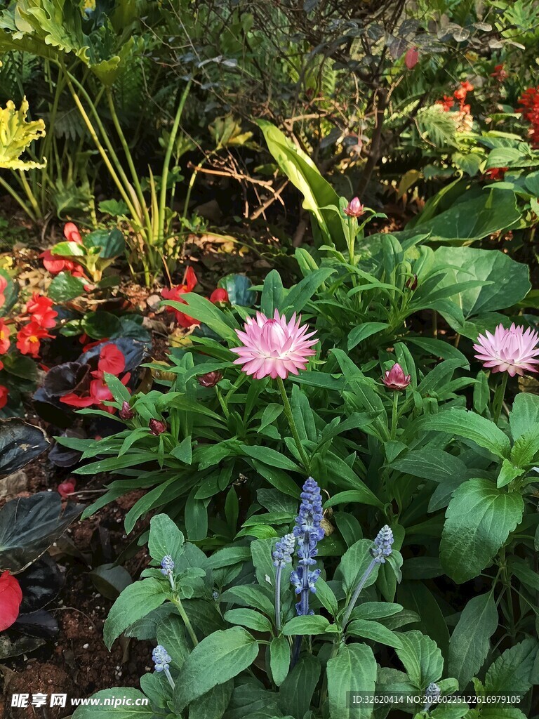 多彩花卉装点美丽花园