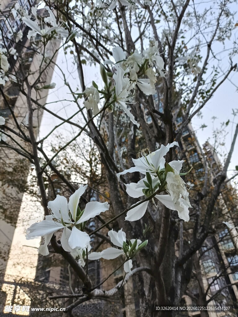 街头绽放的洁白玉兰花