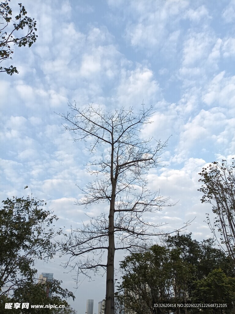 孤树挺立在蓝天白云下