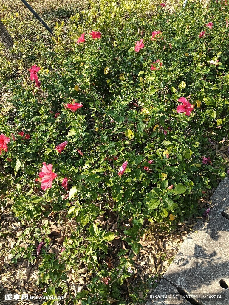 路边绽放的鲜艳红花