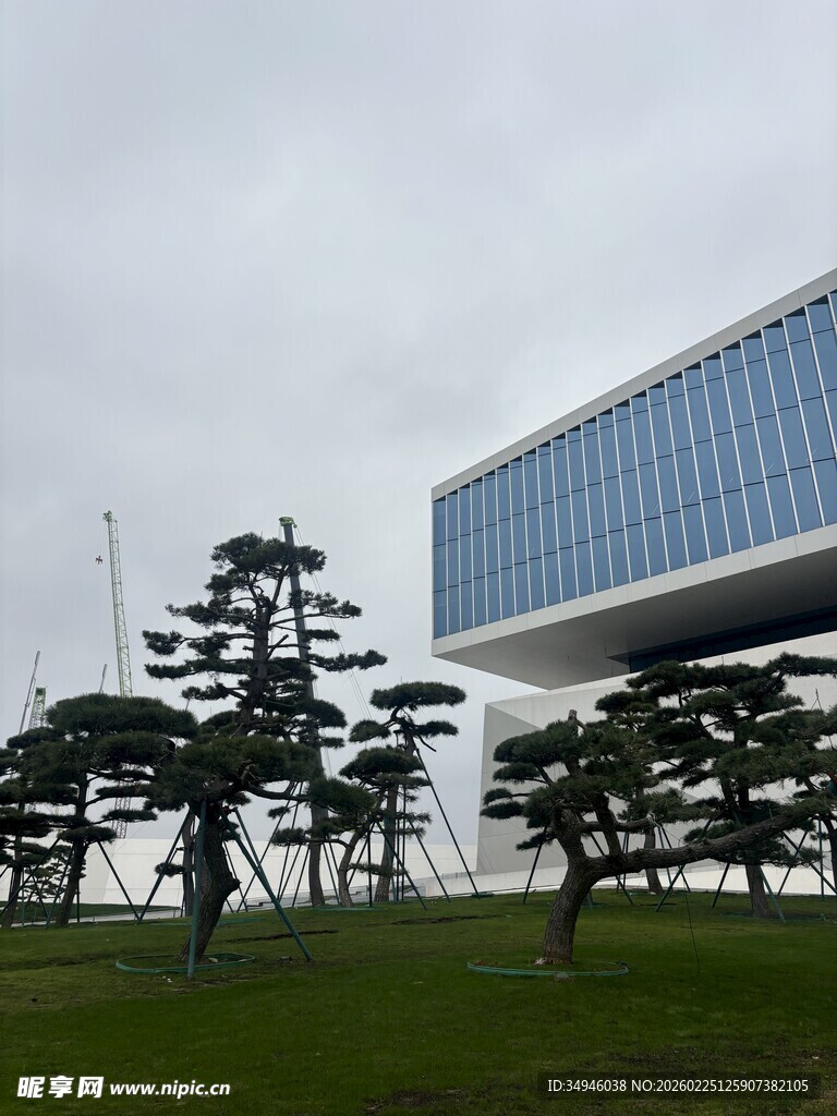 现代建筑与造型树木景观