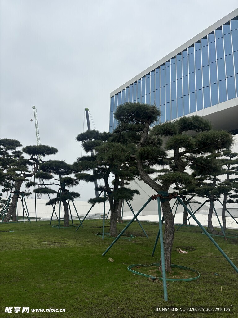 园林景观中的造型松树