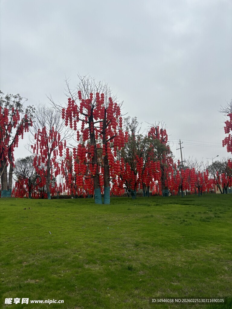 草地旁的艳红许愿树景观
