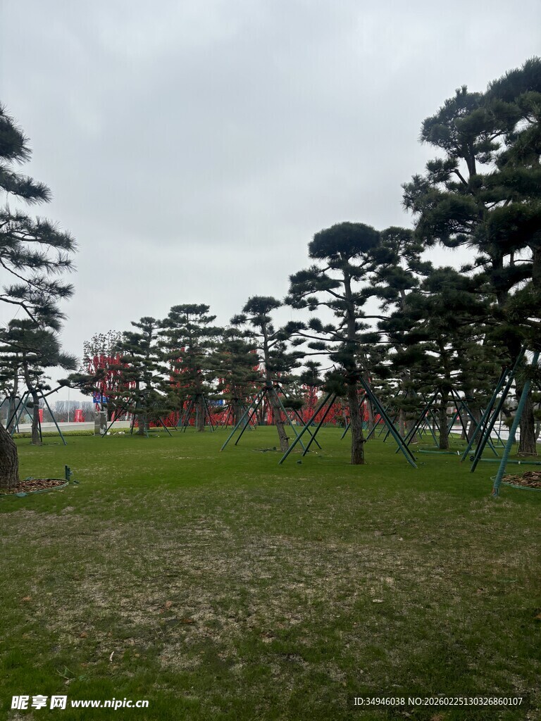 户外松树林与开阔草地