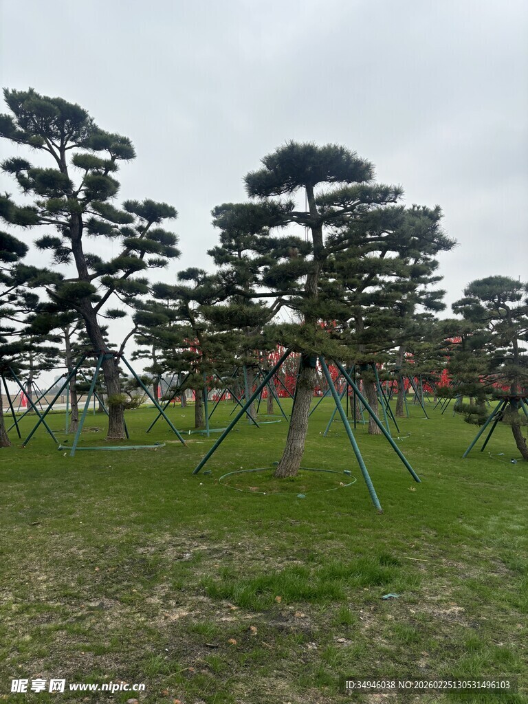 造型独特的园林松树景观