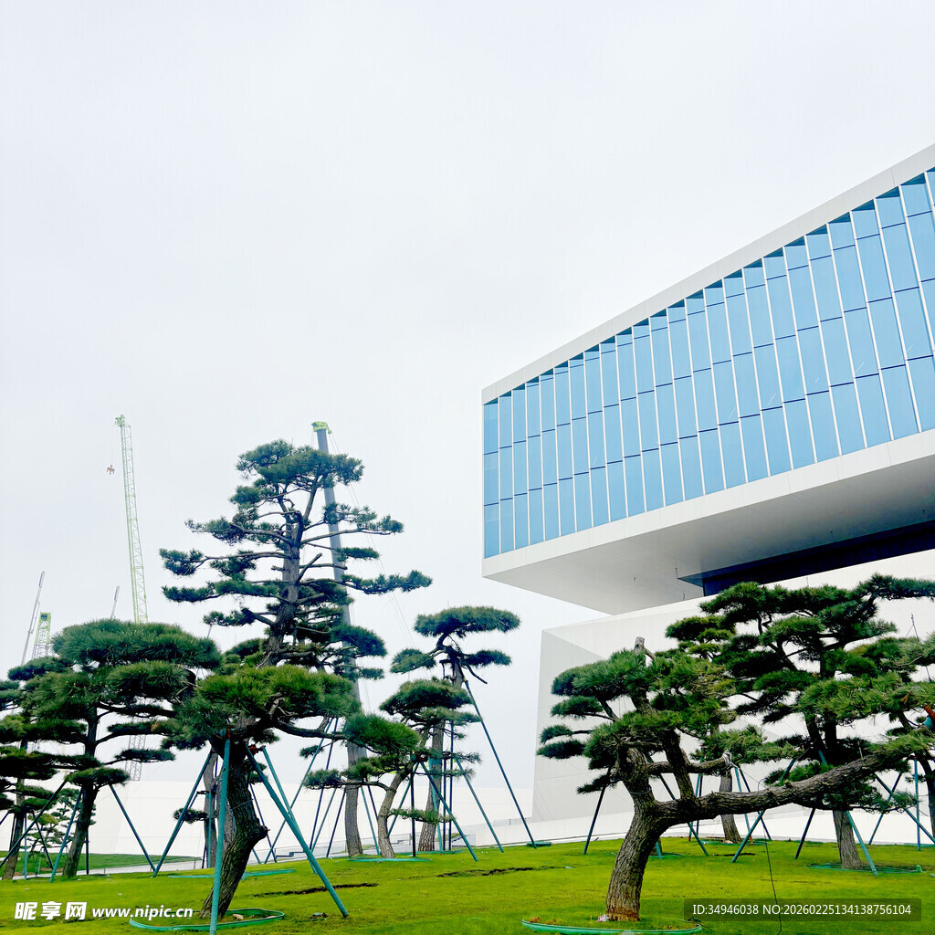 现代建筑旁的造型松树
