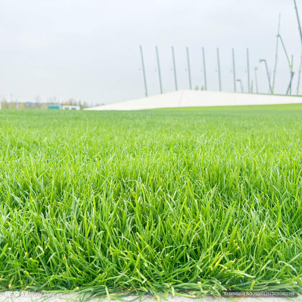 翠绿生机的广袤青草地