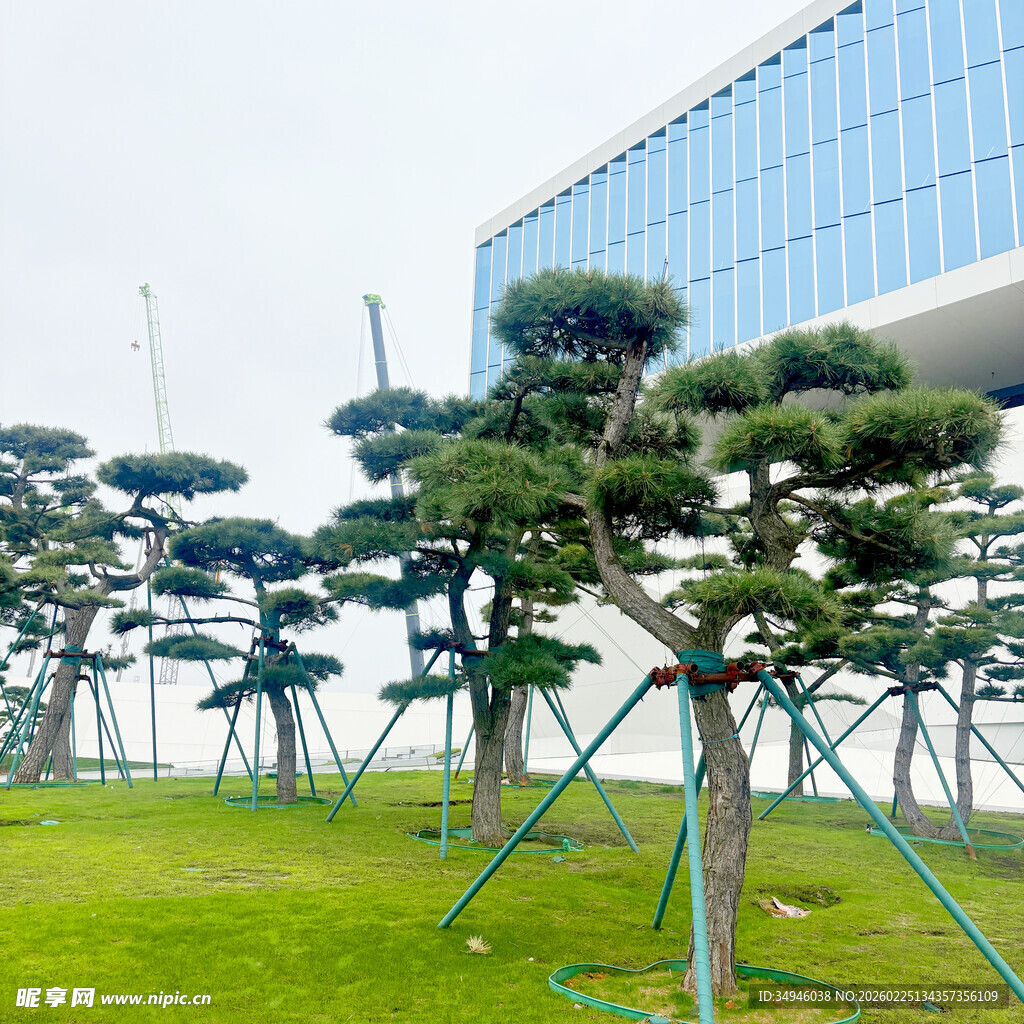 草坪上的造型松树景观