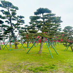 造型独特的园林景观松树