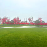 绿茵红树的美丽户外景致