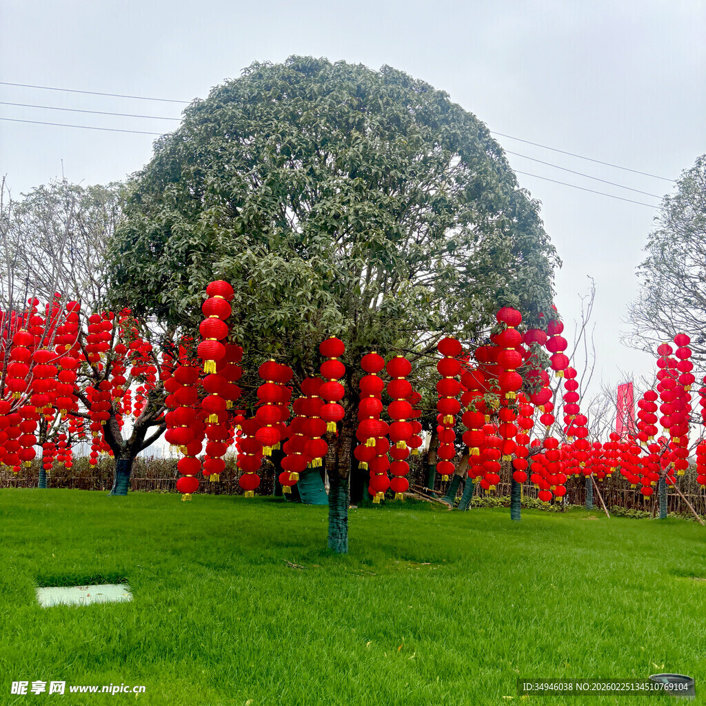 草坪上的红色装饰景观树