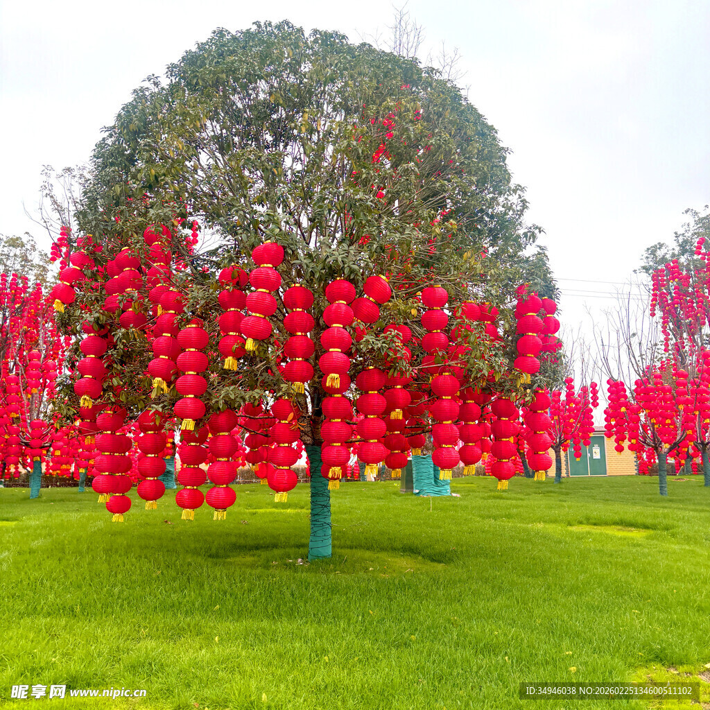 树上挂满喜庆红灯笼