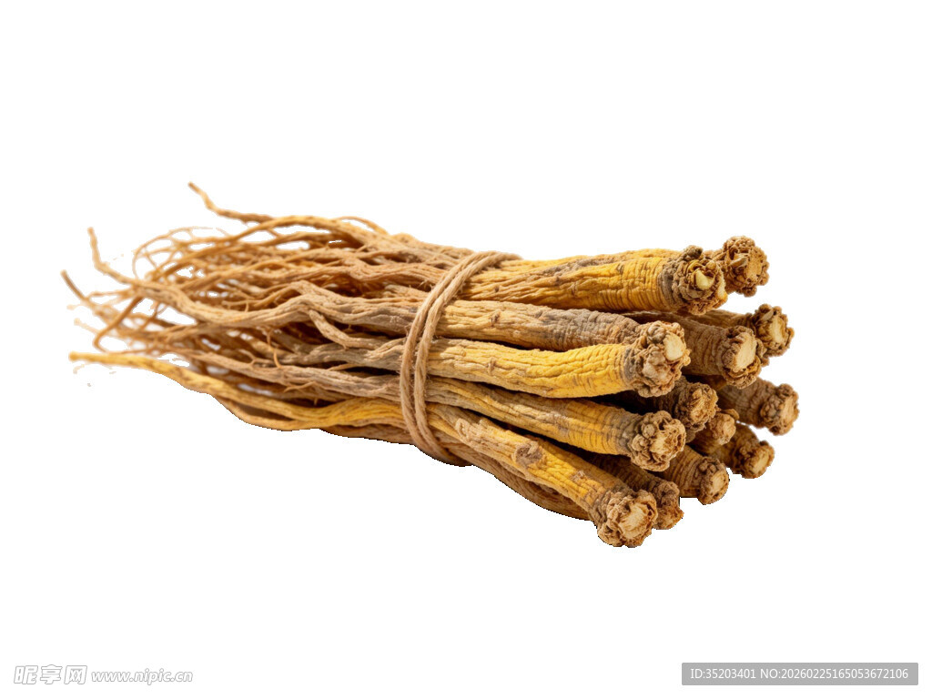 捆绑的中药材人参根茎 党参