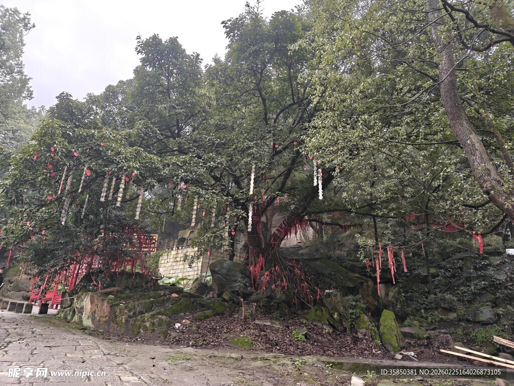 玉蟾山许愿大树