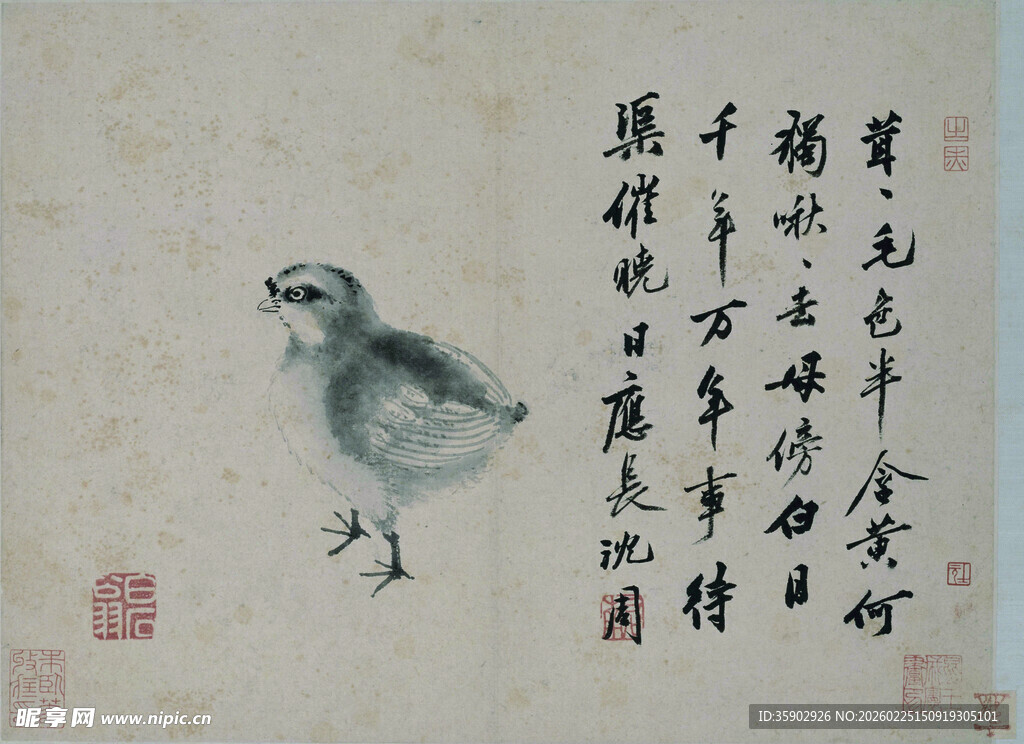 明沈周水墨雏鸡图
