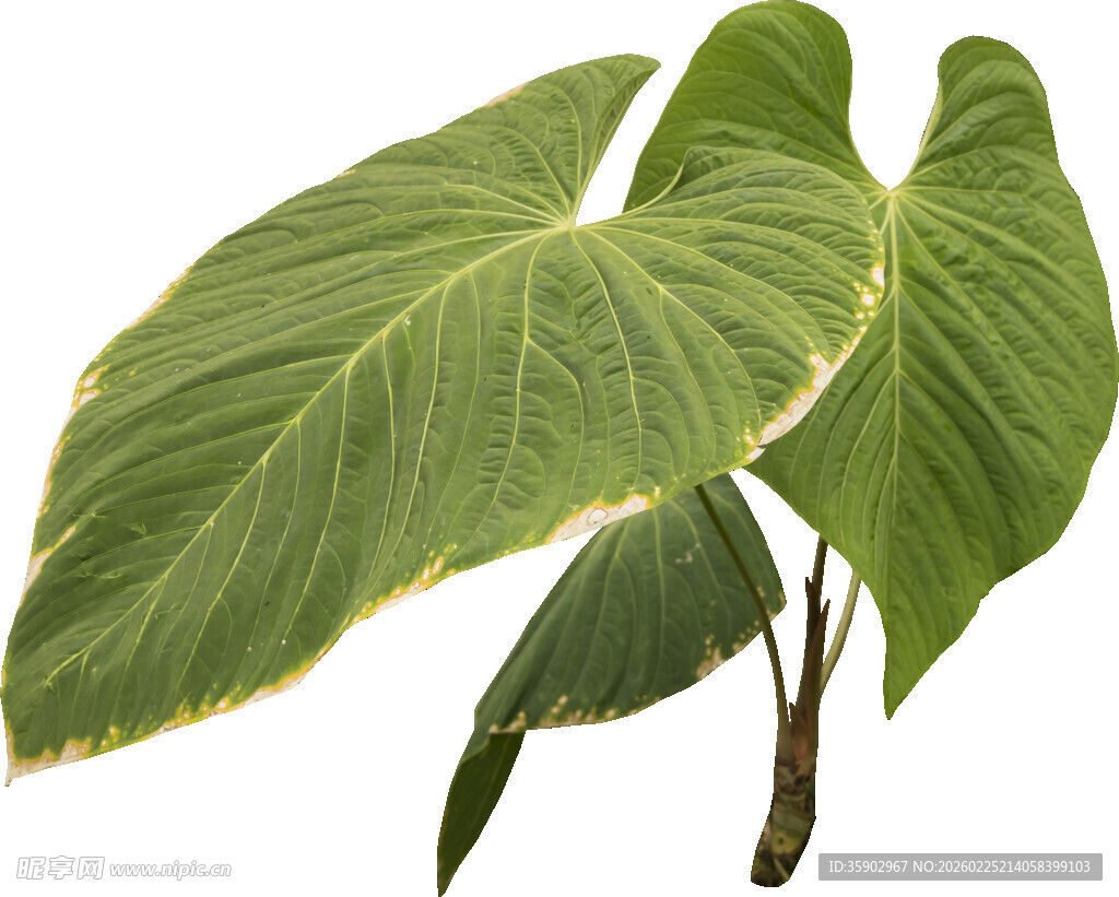 大型翠绿海芋植物叶片