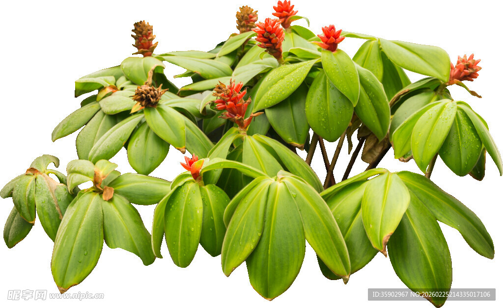 绿叶红果的植物特写