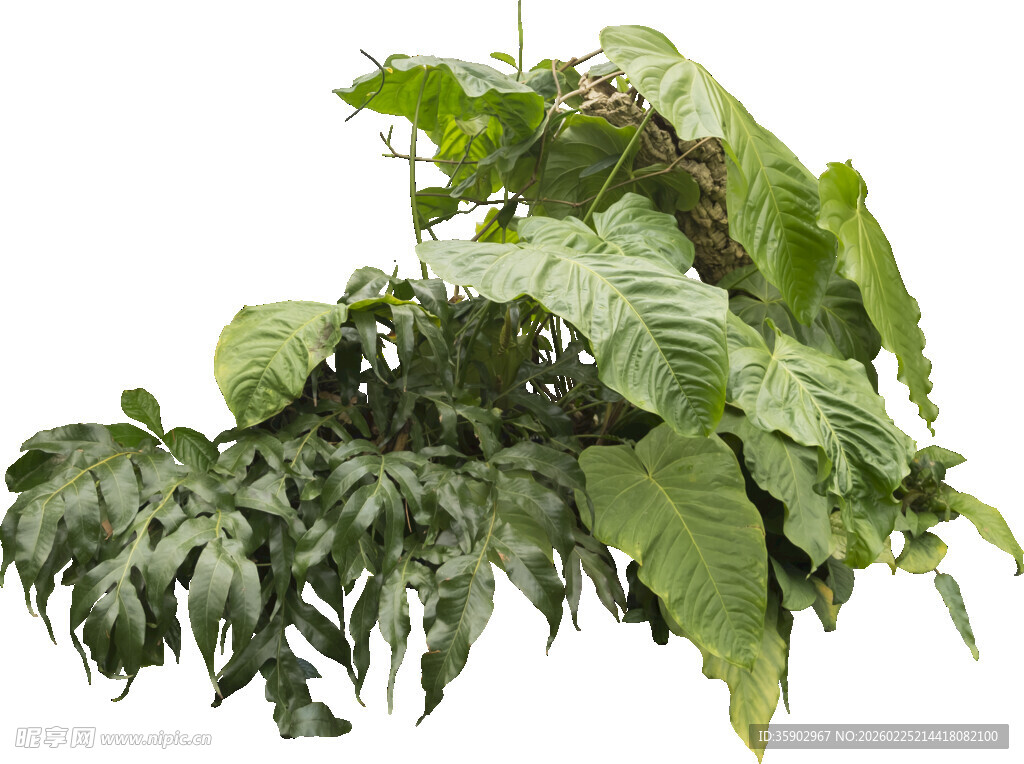 大型绿植叶片繁茂美观