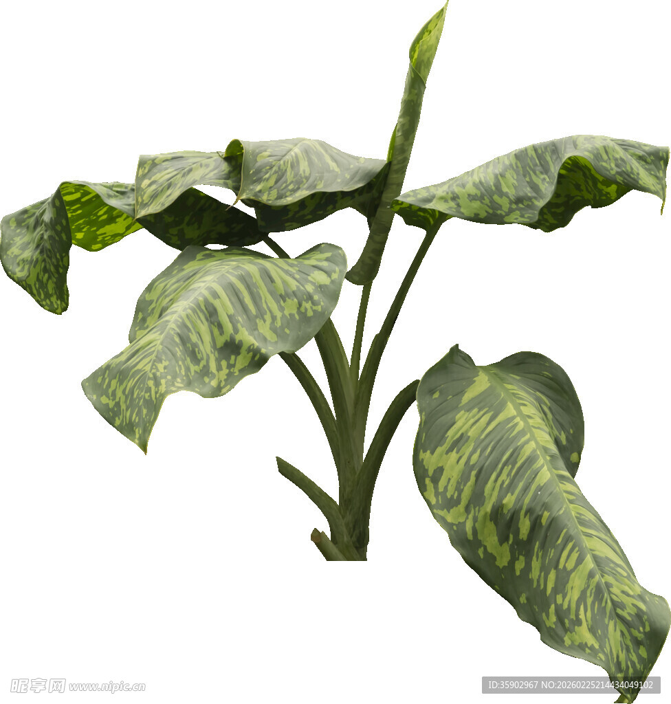 斑纹绿植清新自然之选