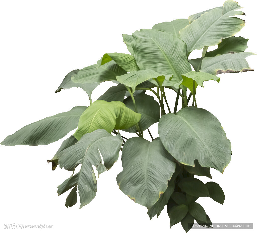 大型绿植海芋盆栽展示