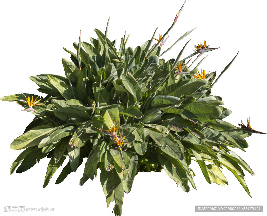 花叶艳山姜盆栽植物