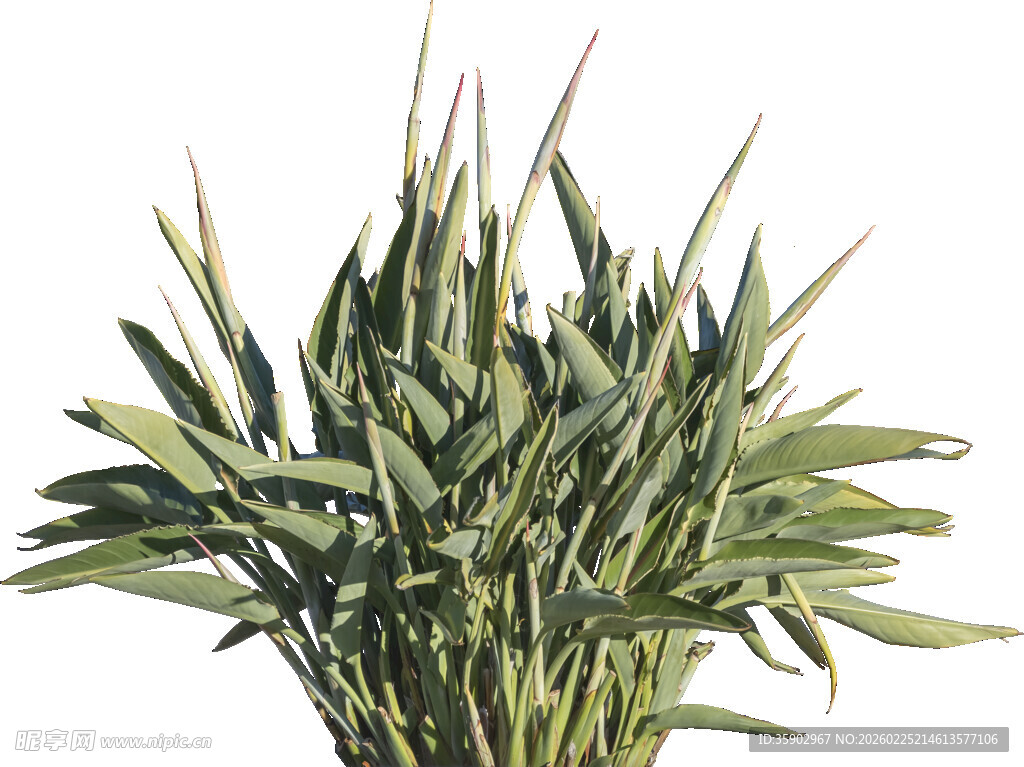 翠绿竹叶植物特写