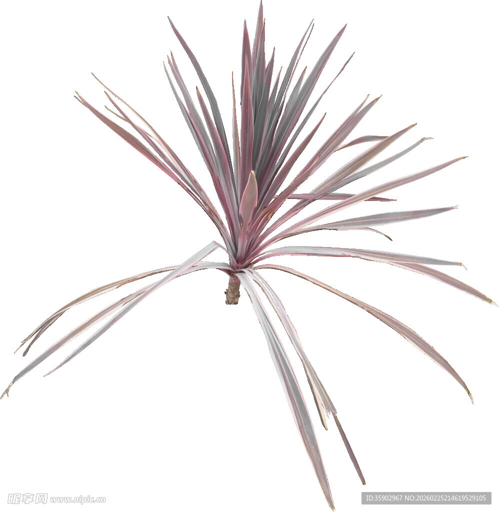 紫叶凤梨植物特写