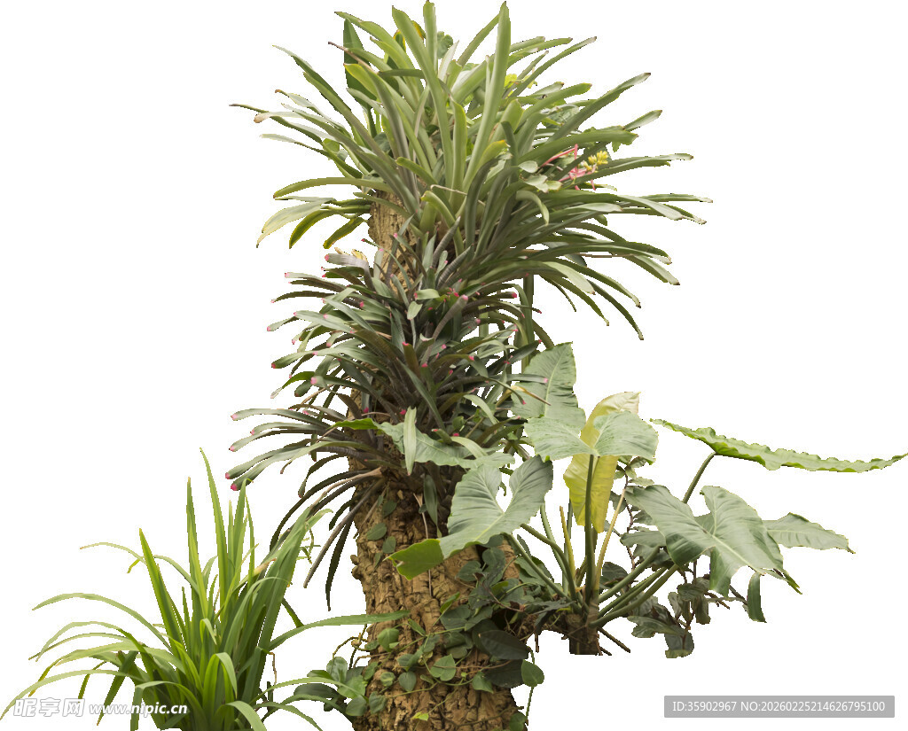 独特多肉植物组合展示