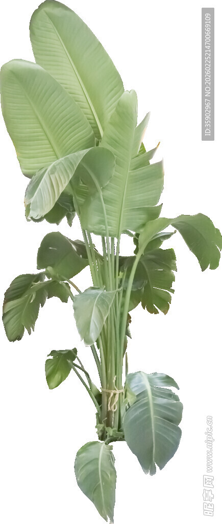 大型绿植香蕉树植物景观