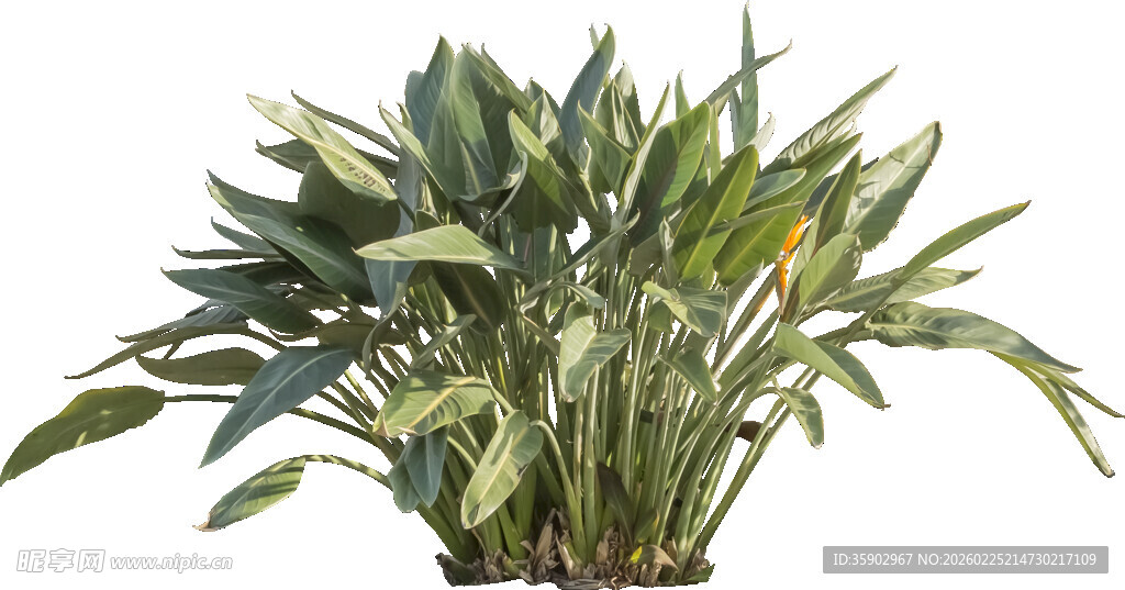 翠绿虎皮兰盆栽